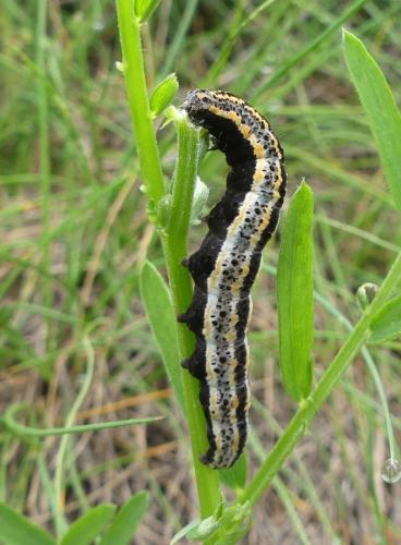 Lygephila lusoria
